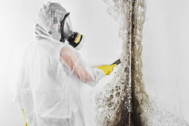North Haverhill, NH Mold Remediation Company