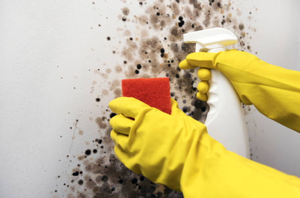 Best Residential Mold Remediation in North Haverhill, NH