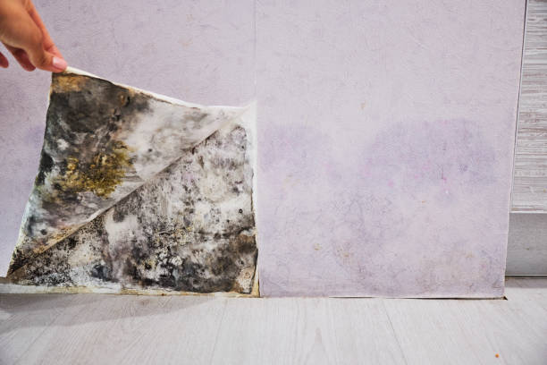 Best Black Mold Remediation in North Haverhill, NH